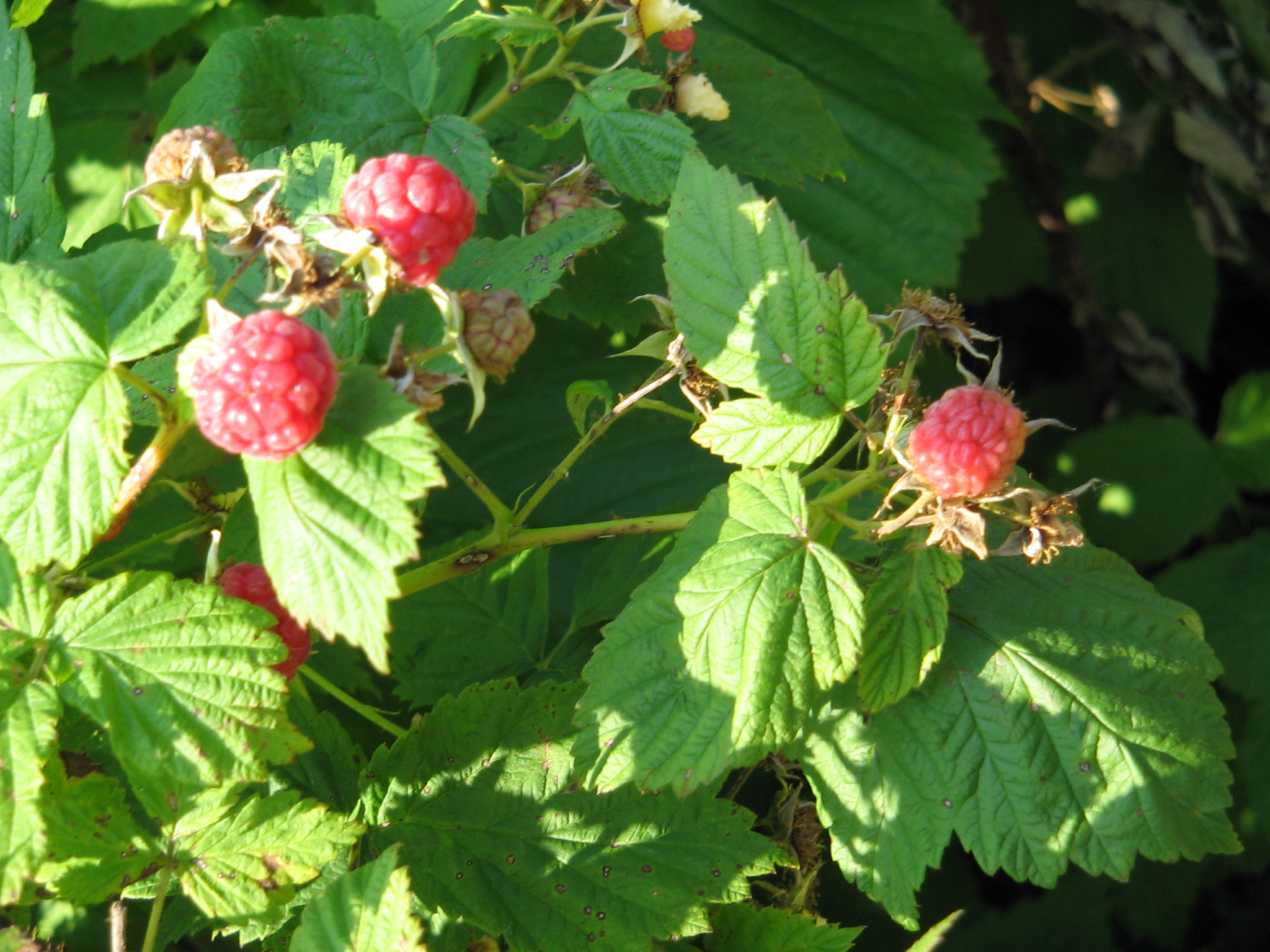 raspberries on the vine