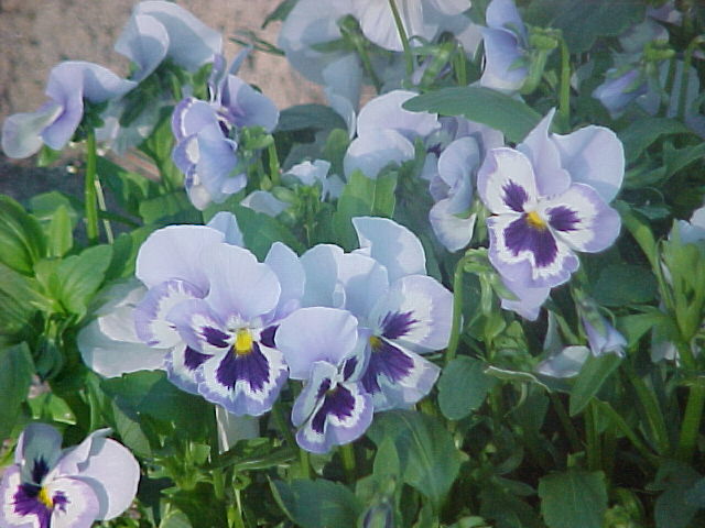 pansies flowers